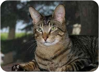 Domestic Shorthair Cat for Sale in Montgomery, Illinois - Travis Domestic Shorthair Cat for Sale in Montgomery, Illinois - Travis