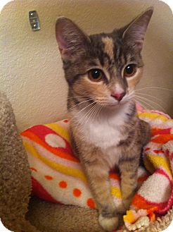 Domestic Shorthair Cat for Sale in Fountain Hills, Arizona - NOELLE Domestic Shorthair Cat for Sale in Fountain Hills, Arizona - NOELLE