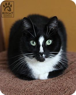 Domestic Shorthair Cat for Sale in Lancaster, Massachusetts - Matthew Domestic Shorthair Cat for Sale in Lancaster, Massachusetts - Matthew