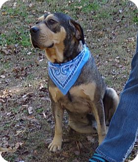 Mastiff/Shepherd (Unknown Type) Mix Dog for Sale in Spring Valley, New York - Barney Blue ($100 off) Mastiff/Shepherd (Unknown Type) Mix Dog for Sale in Spring Valley, New York - Barney Blue ($100 off)