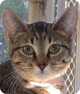 Domestic Shorthair Cat for Sale in Geneseo, Illinois - Matilda Domestic Shorthair Cat for Sale in Geneseo, Illinois - Matilda