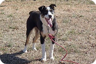 Border Collie Mix Dog for Sale in Bedford, Virginia - Jax Border Collie Mix Dog for Sale in Bedford, Virginia - Jax