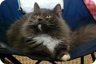 Domestic Mediumhair Cat for Sale in Alexandria, Virginia - Thunder Domestic Mediumhair Cat for Sale in Alexandria, Virginia - Thunder