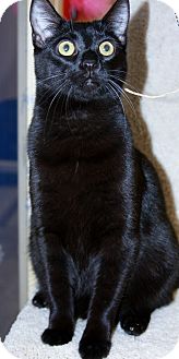 Domestic Shorthair Cat for Sale in Phoenix, Arizona - Ty Domestic Shorthair Cat for Sale in Phoenix, Arizona - Ty