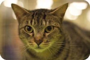 Domestic Shorthair Cat for Sale in Sacramento, California - Zena Domestic Shorthair Cat for Sale in Sacramento, California - Zena