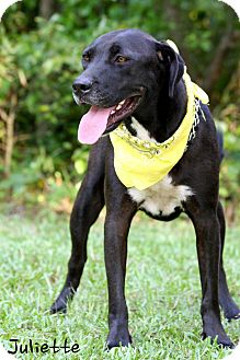 Labrador Retriever/Great Dane Mix Dog for Sale in Wilmington, Delaware - Juliette Labrador Retriever/Great Dane Mix Dog for Sale in Wilmington, Delaware - Juliette