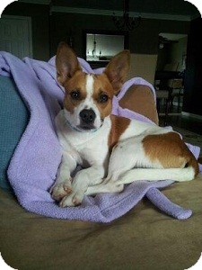 Jack Russell Terrier/Basenji Mix Dog for Sale in North Wales, Pennsylvania - Alex Jack Russell Terrier/Basenji Mix Dog for Sale in North Wales, Pennsylvania - Alex