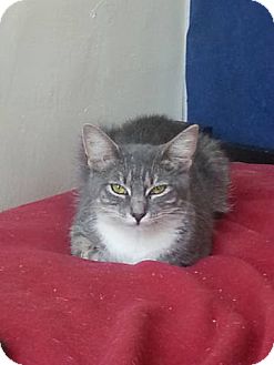 Domestic Shorthair Kitten for Sale in New York, New York - Love Domestic Shorthair Kitten for Sale in New York, New York - Love