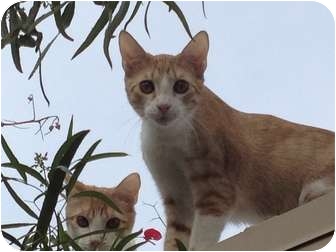 Domestic Shorthair Cat for Sale in Tempe, Arizona - Rex Domestic Shorthair Cat for Sale in Tempe, Arizona - Rex