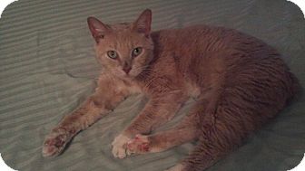 Manx Cat for Sale in Simpsonville, South Carolina - Flower Manx Cat for Sale in Simpsonville, South Carolina - Flower