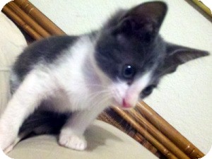 Chartreux Kitten for Sale in Arlington, Texas - Devon Chartreux Kitten for Sale in Arlington, Texas - Devon
