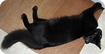 Domestic Shorthair Cat for Sale in Richmond, Virginia - Emma Domestic Shorthair Cat for Sale in Richmond, Virginia - Emma