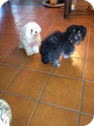 Pomeranian/Maltese Mix Dog for Sale in Marlton, New Jersey - Kai-Kai Pomeranian/Maltese Mix Dog for Sale in Marlton, New Jersey - Kai-Kai
