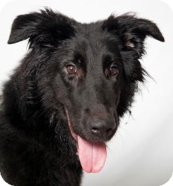 Border Collie/Labrador Retriever Mix Dog for Sale in Brooklyn, New York - Tonka Border Collie/Labrador Retriever Mix Dog for Sale in Brooklyn, New York - Tonka