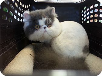 Persian Kitten for Sale in Beverly Hills, California - mizu Persian Kitten for Sale in Beverly Hills, California - mizu