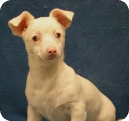Chihuahua/Dachshund Mix Puppy for Sale in Sacramento, California - Rosie Chihuahua/Dachshund Mix Puppy for Sale in Sacramento, California - Rosie