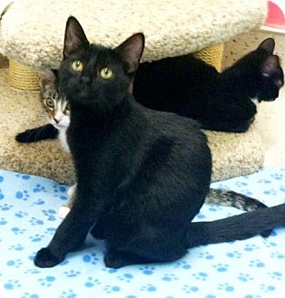 Domestic Shorthair Kitten for Sale in Red Bluff, California - Solange Domestic Shorthair Kitten for Sale in Red Bluff, California - Solange
