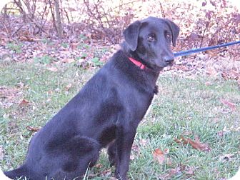 Labrador Retriever/Collie Mix Dog for Sale in New Castle, Pennsylvania - Corky Labrador Retriever/Collie Mix Dog for Sale in New Castle, Pennsylvania - Corky