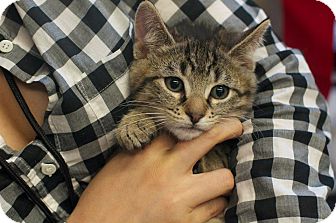 Domestic Shorthair Kitten for Sale in New York, New York - Jasper Domestic Shorthair Kitten for Sale in New York, New York - Jasper