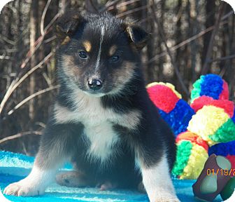 Shepherd (Unknown Type)/Husky Mix Puppy for Sale in Sussex, New Jersey - Nanook Shepherd (Unknown Type)/Husky Mix Puppy for Sale in Sussex, New Jersey - Nanook