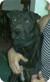 Labrador Retriever/Shar Pei Mix Dog for Sale in Chandler, Arizona - Dasher Labrador Retriever/Shar Pei Mix Dog for Sale in Chandler, Arizona - Dasher