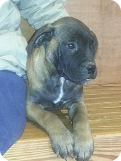 Mastiff Mix Puppy for Sale in manasquam, New Jersey - Matilda Mastiff Mix Puppy for Sale in manasquam, New Jersey - Matilda