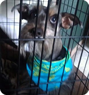 Schnauzer (Miniature)/Dachshund Mix Dog for Sale in Phoenix, Arizona - Benjamin - NON SHED! Schnauzer (Miniature)/Dachshund Mix Dog for Sale in Phoenix, Arizona - Benjamin - NON SHED!