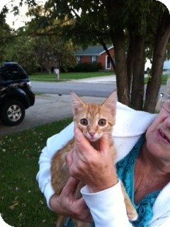 Domestic Mediumhair Cat for Sale in Germantown, Maryland - Sunshine Domestic Mediumhair Cat for Sale in Germantown, Maryland - Sunshine