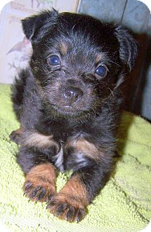 Chihuahua/Cairn Terrier Mix Puppy for Sale in Sherman, Connecticut - Patricia Betty's Dog Chihuahua/Cairn Terrier Mix Puppy for Sale in Sherman, Connecticut - Patricia Betty's Dog