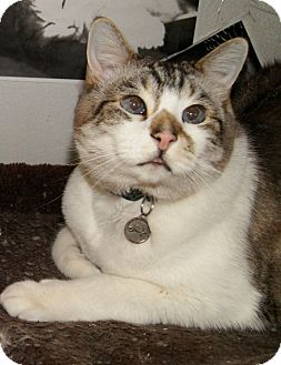 Siamese Cat for Sale in Colorado Springs, Colorado - Yang Siamese Cat for Sale in Colorado Springs, Colorado - Yang