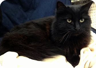 Domestic Mediumhair Cat for Sale in Alexandria, Virginia - Indigo Domestic Mediumhair Cat for Sale in Alexandria, Virginia - Indigo