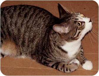 Domestic Shorthair Cat for Sale in Milford, Ohio - Ricky Domestic Shorthair Cat for Sale in Milford, Ohio - Ricky