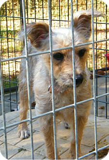 Miniature Poodle/Yorkie, Yorkshire Terrier Mix Dog for Sale in manasquam, New Jersey - Tator Tot Miniature Poodle/Yorkie, Yorkshire Terrier Mix Dog for Sale in manasquam, New Jersey - Tator Tot