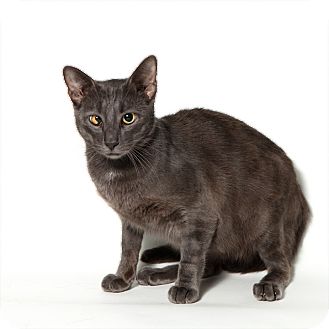 Domestic Shorthair Cat for Sale in Rockaway, New Jersey - Colt Domestic Shorthair Cat for Sale in Rockaway, New Jersey - Colt