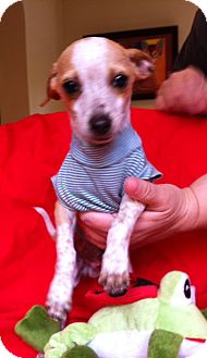 Rat Terrier Mix Puppy for Sale in Irvine, California - FRECKLES, 3 Lb puppy Rat Terrier Mix Puppy for Sale in Irvine, California - FRECKLES, 3 Lb puppy