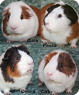 Guinea Pig for Sale in Costa Mesa, California - Cato, Cinna, Gale and Peeta Guinea Pig for Sale in Costa Mesa, California - Cato, Cinna, Gale and Peeta