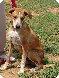 English (Redtick) Coonhound Mix Dog for Sale in Washington, D.C. - Dixon English (Redtick) Coonhound Mix Dog for Sale in Washington, D.C. - Dixon