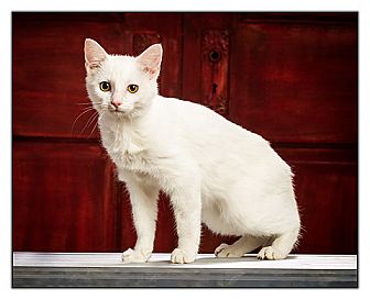 American Shorthair Cat for Sale in Owensboro, Kentucky - Snow American Shorthair Cat for Sale in Owensboro, Kentucky - Snow