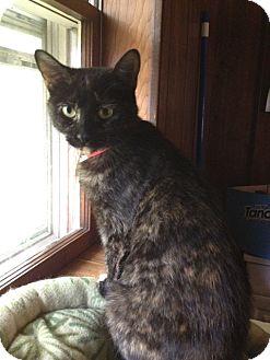 Domestic Shorthair Cat for Sale in Grand Rapids, Michigan - Hina Domestic Shorthair Cat for Sale in Grand Rapids, Michigan - Hina