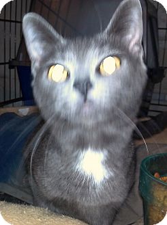 Russian Blue Cat for Sale in Saint Albans, West Virginia - Axel Russian Blue Cat for Sale in Saint Albans, West Virginia - Axel