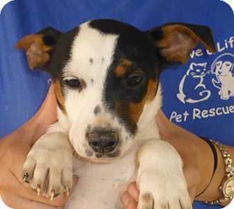 Beagle/Jack Russell Terrier Mix Puppy for Sale in Oviedo, Florida - jet Beagle/Jack Russell Terrier Mix Puppy for Sale in Oviedo, Florida - jet