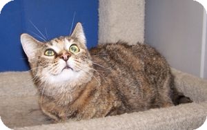 Domestic Shorthair Cat for Sale in Colorado Springs, Colorado - Betsy Domestic Shorthair Cat for Sale in Colorado Springs, Colorado - Betsy