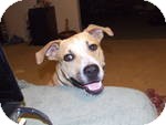 Labrador Retriever Mix Dog for Sale in Manchester, Connecticut - Bolt Labrador Retriever Mix Dog for Sale in Manchester, Connecticut - Bolt