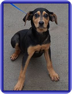 Hound (Unknown Type)/Labrador Retriever Mix Dog for Sale in Brattleboro, Vermont - Trevor (In New England) Hound (Unknown Type)/Labrador Retriever Mix Dog for Sale in Brattleboro, Vermont - Trevor (In New England)
