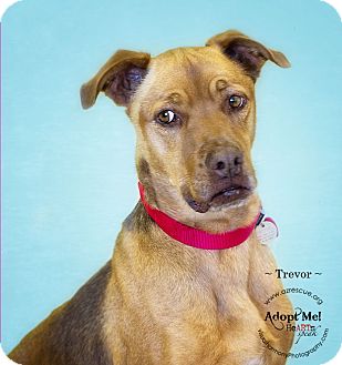Rhodesian Ridgeback Mix Dog for Sale in Phoenix, Arizona - Trevor Rhodesian Ridgeback Mix Dog for Sale in Phoenix, Arizona - Trevor