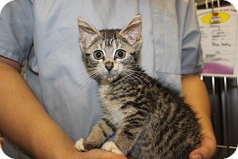 Domestic Shorthair Kitten for Sale in New York, New York - Bita Domestic Shorthair Kitten for Sale in New York, New York - Bita