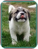 Shepherd (Unknown Type)/Border Collie Mix Puppy for Sale in Allentown, Pennsylvania - Dozier Shepherd (Unknown Type)/Border Collie Mix Puppy for Sale in Allentown, Pennsylvania - Dozier