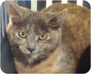 Domestic Shorthair Kitten for Sale in Raritan, New Jersey - Eskimo Domestic Shorthair Kitten for Sale in Raritan, New Jersey - Eskimo