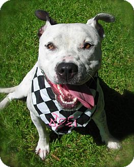 Pit Bull Terrier Mix Dog for Sale in El Cajon, California - Dottie Pit Bull Terrier Mix Dog for Sale in El Cajon, California - Dottie