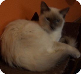Ragdoll Kitten for Sale in Ennis, Texas - Hamon Ragdoll Kitten for Sale in Ennis, Texas - Hamon